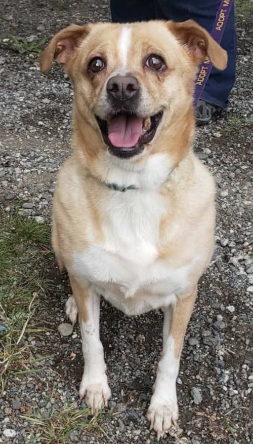 BELLA - Basenji for adoption in Anchorage