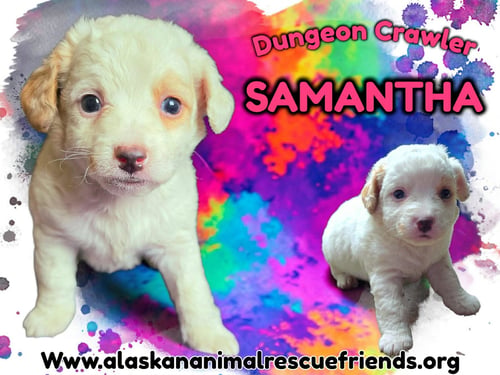 DUNGEON CRAWLER - SAMANTHA - Corgi for adoption in Anchorage