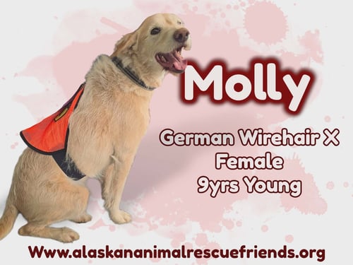 MOLLY - German Wirehaired Pointer available for adoption