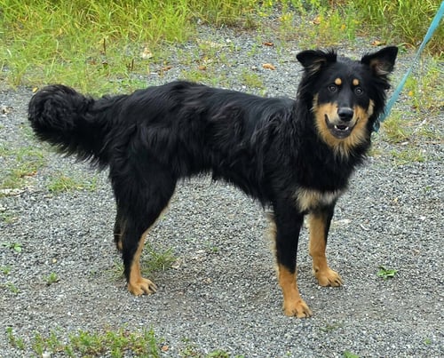 MAX - English Shepherd available for adoption