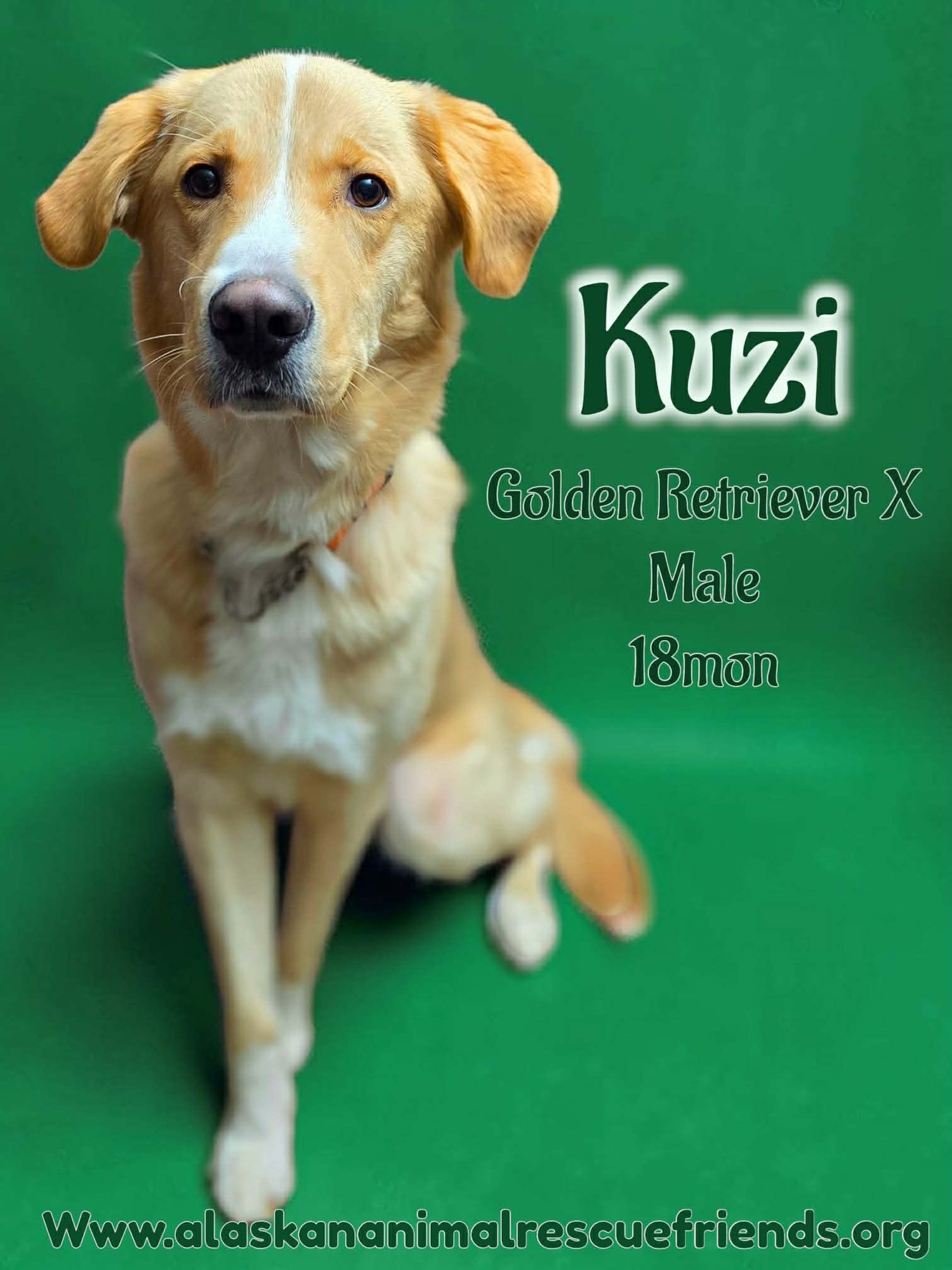 KUZI - Golden Retriever for adoption in Anchorage