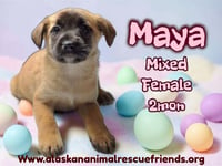 Maya - Photo 1