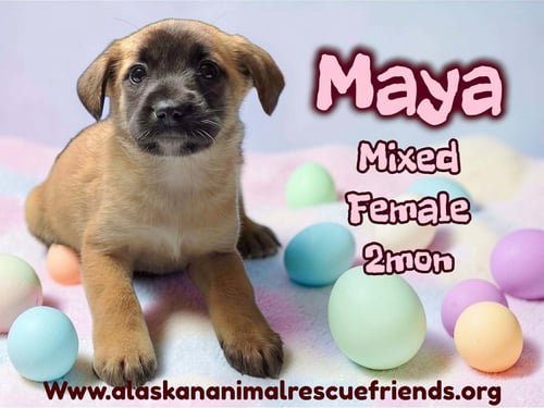 MAYA - Labrador Retriever / Shepherd available for adoption
