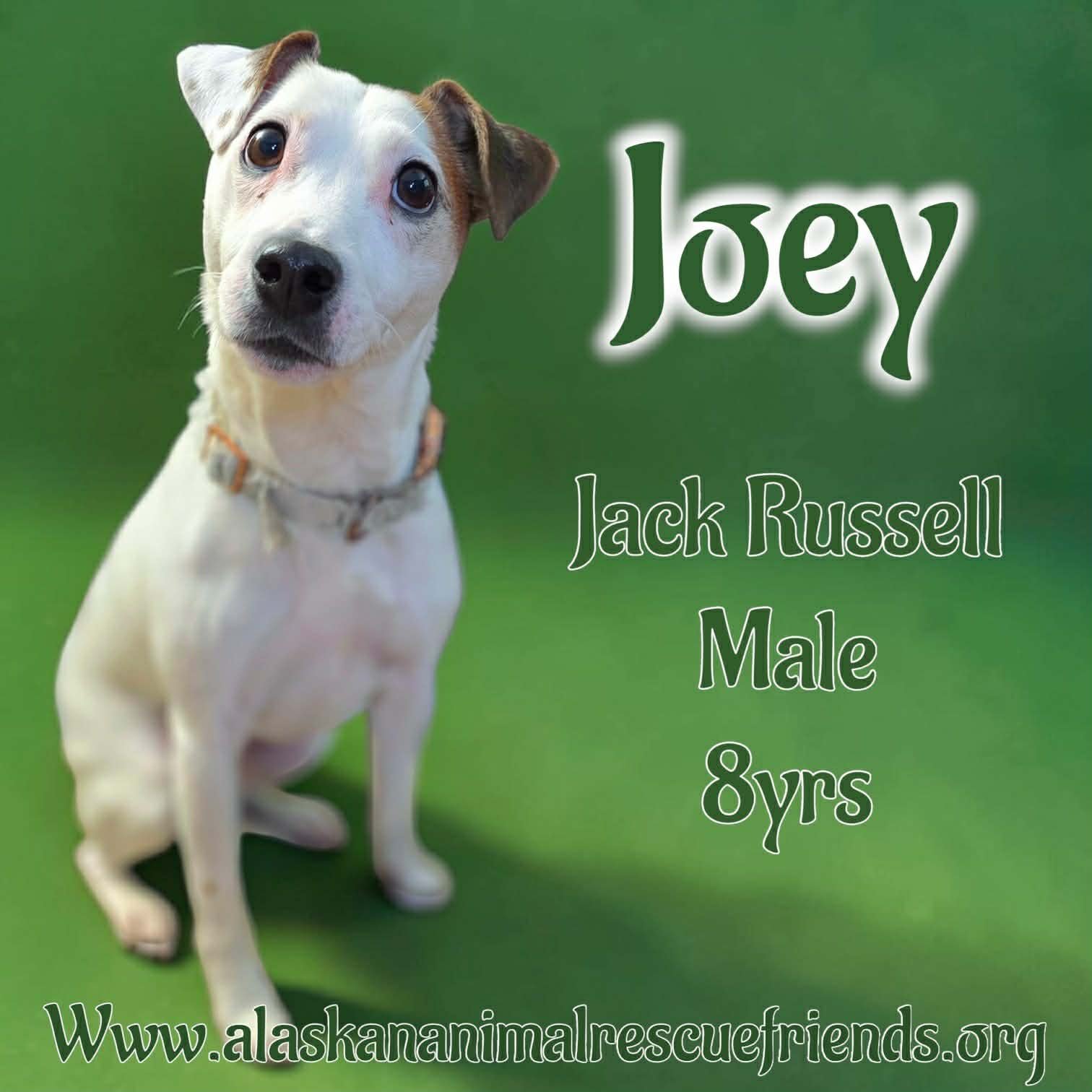 JOEY - Jack Russell Terrier for adoption in Anchorage