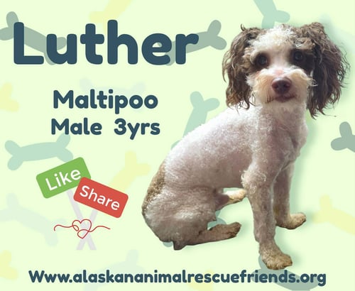 LUTHER - Maltese / Poodle (Miniature) available for adoption