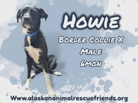 Howie - Photo 1