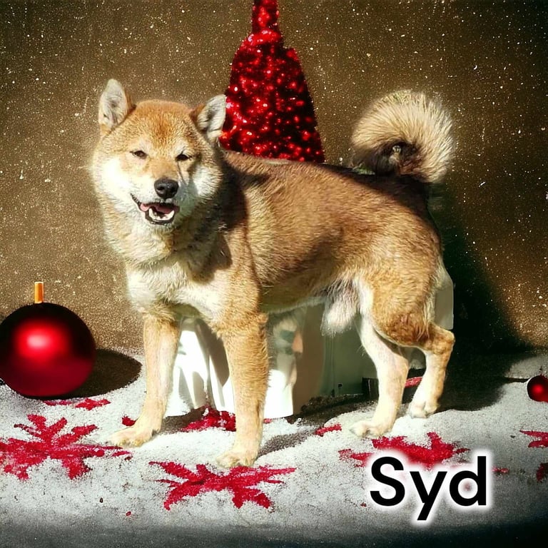Syd Image