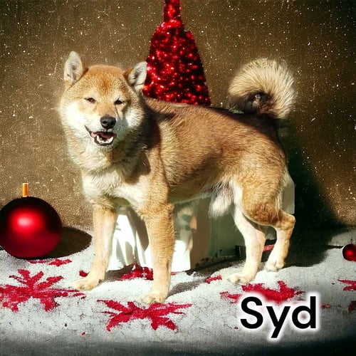 SYD - Shiba Inu for adoption in Anchorage
