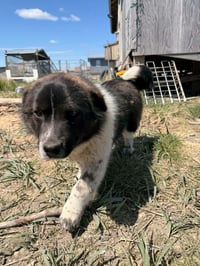 Oreo - Photo 1