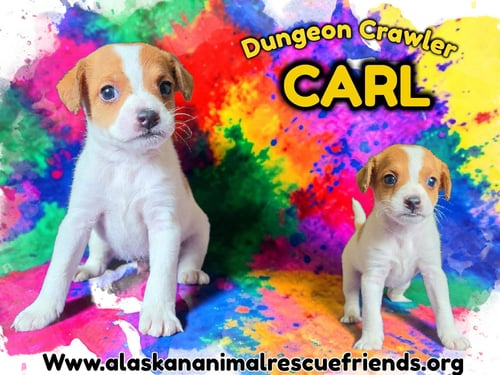 DUNGEON CRAWLER CARL - Corgi for adoption in Anchorage