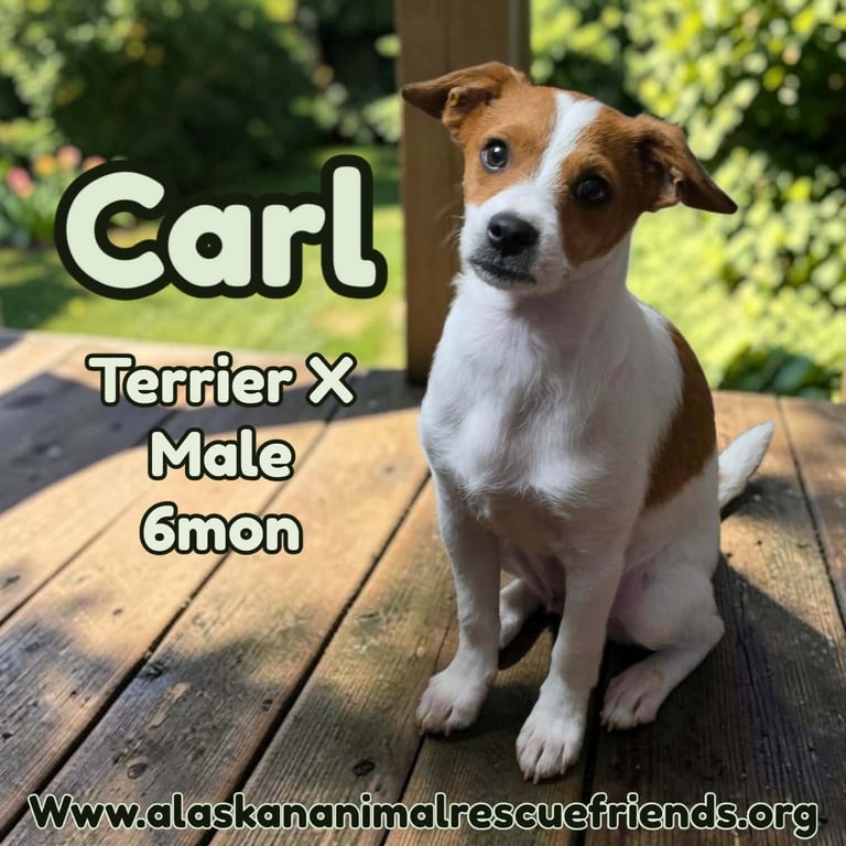 Carl Image