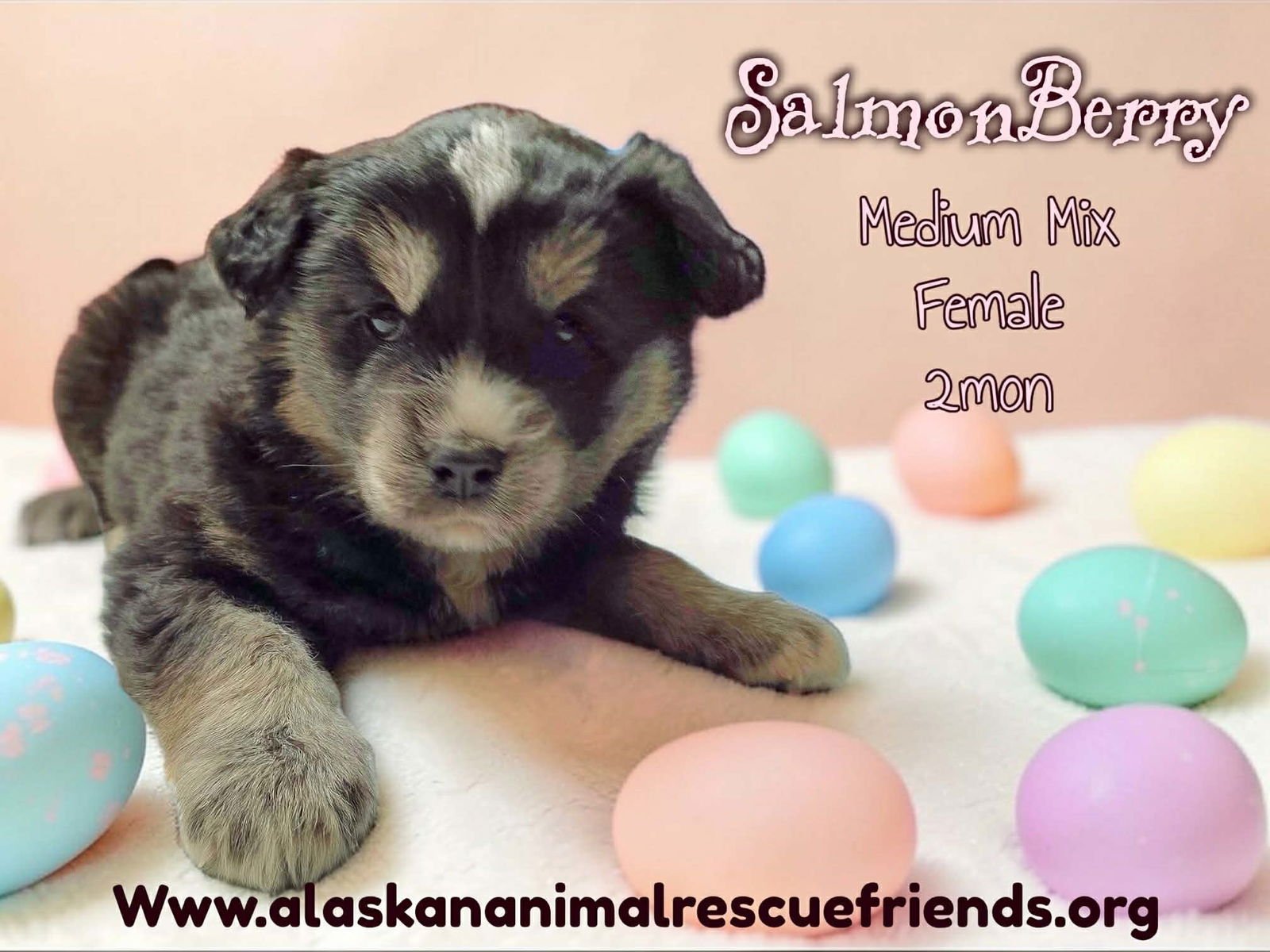SALMONBERRY - Australian Shepherd / Terrier available for adoption