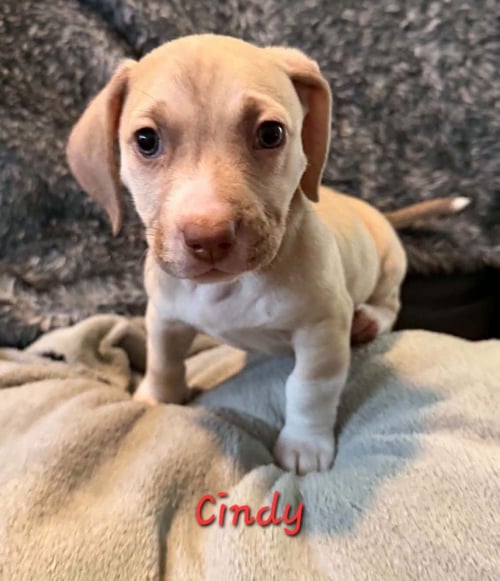 THE BRADY BUNCH - Beagle / Labrador Retriever available for adoption