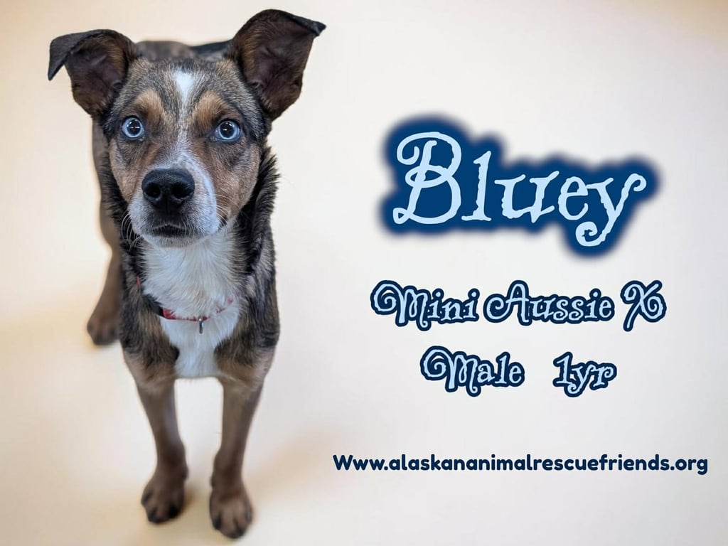 Bluey Image