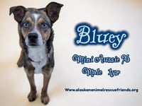 Bluey - Photo 1