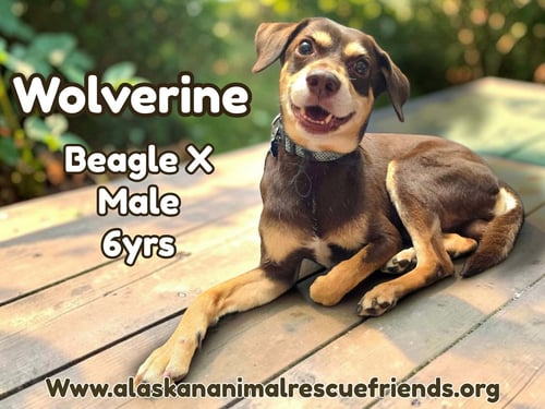 WOLVERINE - Beagle / Husky for adoption in Anchorage