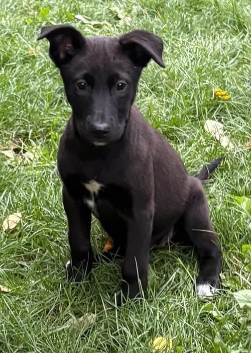 LOON - Husky / Labrador Retriever for adoption in Anchorage
