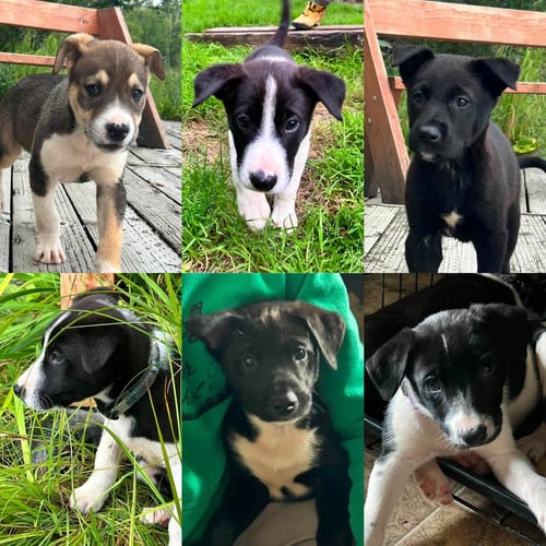 SEABIRD 6 LITTER - Husky / Labrador Retriever available for adoption