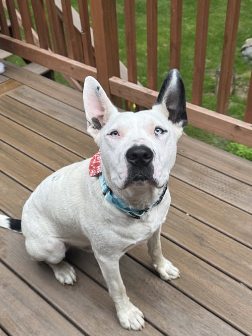 PACO - American Bulldog available for adoption
