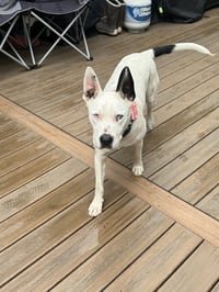 Paco - Photo 2