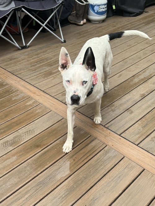 PACO - American Bulldog available for adoption