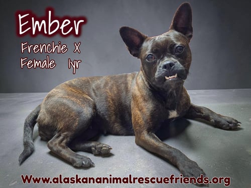 EMBER - French Bulldog available for adoption