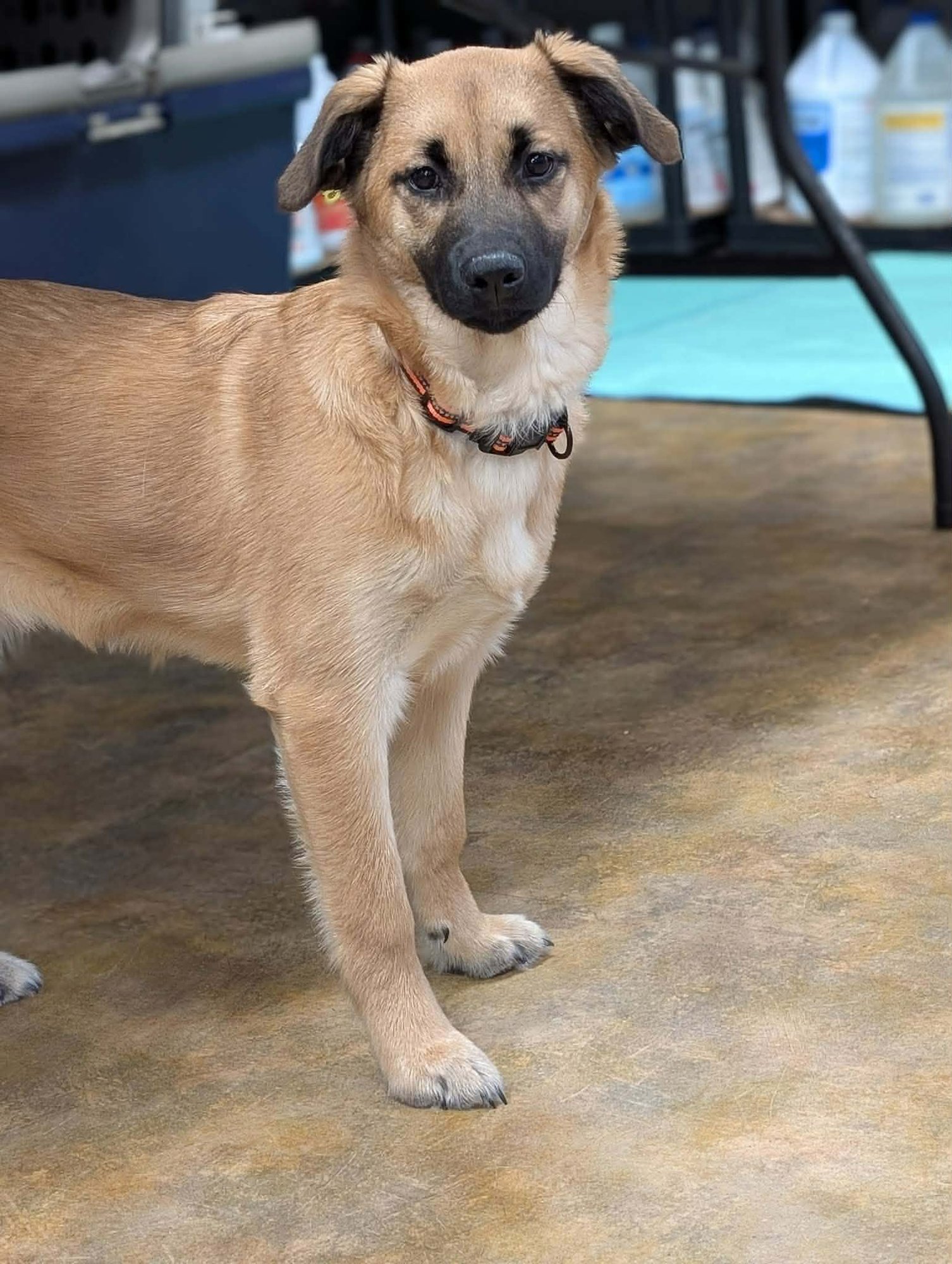 MAXIE - Shepherd / Border Collie for adoption in Anchorage