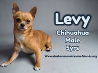 Levi - Photo 1