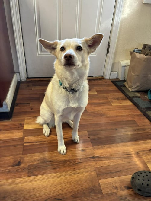 SNOWFLAKE - Labrador Retriever / Australian Shepherd available for adoption