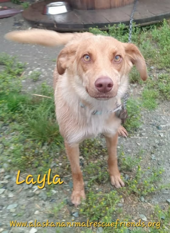 Layla Image