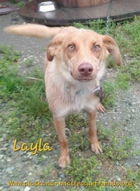 Layla - Photo 1