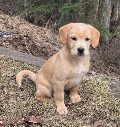 Baxter Image