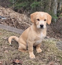 Baxter - Photo 1