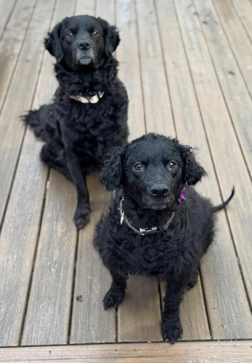 GUS AND WINNIE (BONDED PAIR) - Golden Retriever / Chesapeake Bay Retriever available for adoption