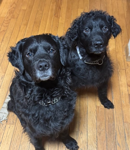 GUS AND WINNIE (BONDED PAIR) - Golden Retriever / Chesapeake Bay Retriever available for adoption