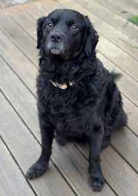 Gus and Winnie (bonded pair) - Photo 3