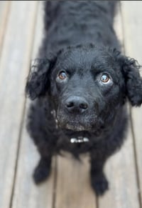 Gus and Winnie (bonded pair) - Photo 4