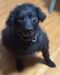 Gus and Winnie (bonded pair) - Photo 6