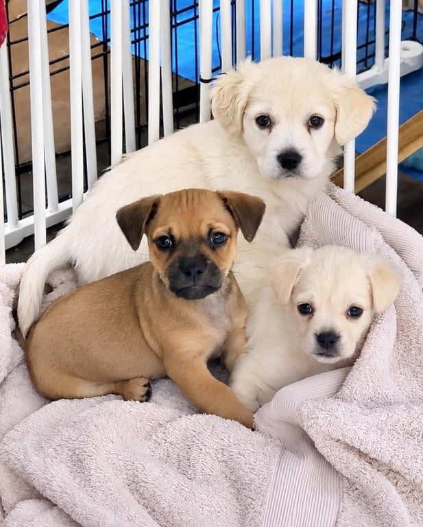Lola's pups Image