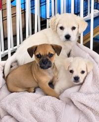 Lola's pups - Photo 1