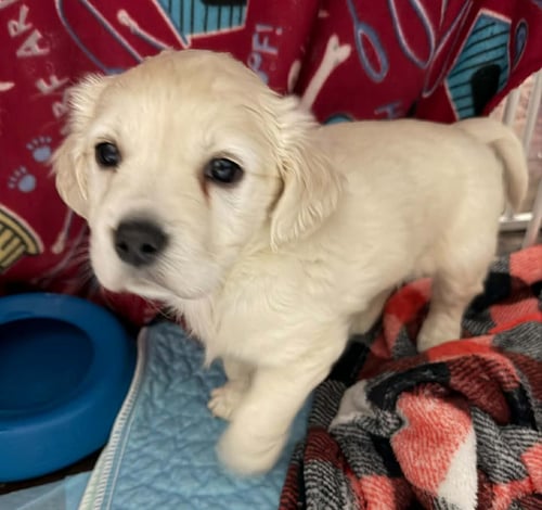 LOLA'S PUPS - Cocker Spaniel / Pomeranian available for adoption