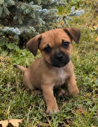 Lola's pups - Photo 3