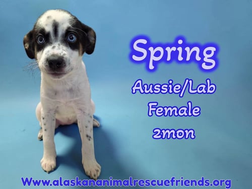SPRING - Australian Shepherd / Labrador Retriever for adoption in Anchorage