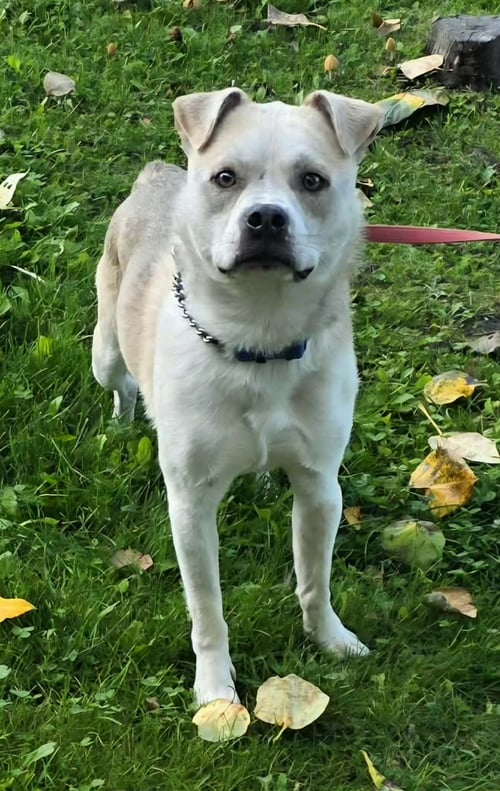 CRYPTO - Beagle / Husky for adoption in Anchorage