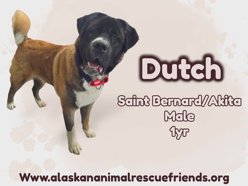 DUTCH - Saint Bernard / Akita available for adoption