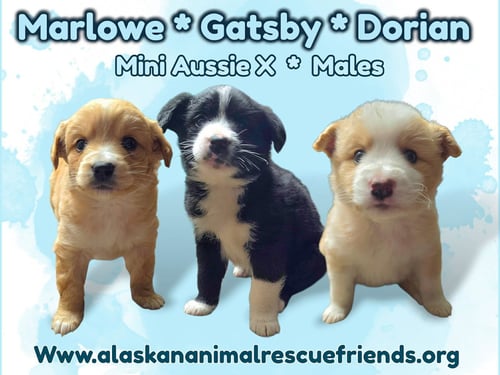 MARLOWE - Australian Shepherd / Spaniel for adoption in Anchorage