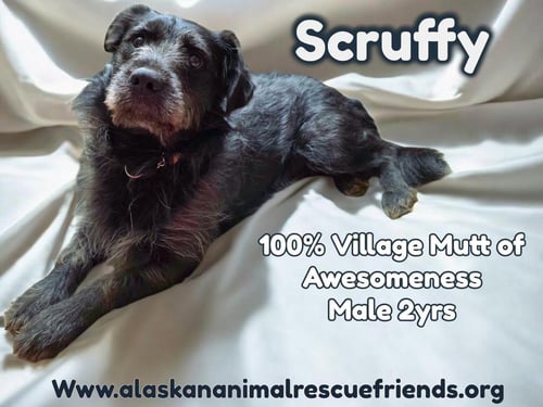 SCRUFFY - Terrier for adoption in Anchorage