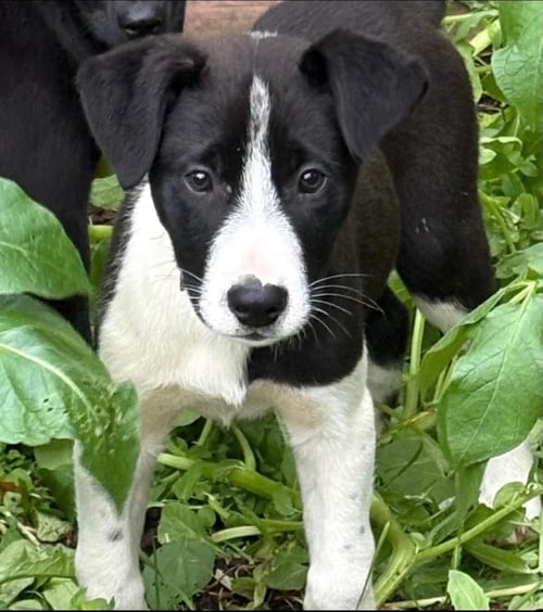 PEREGRIN FALCON - Husky / Labrador Retriever for adoption in Anchorage