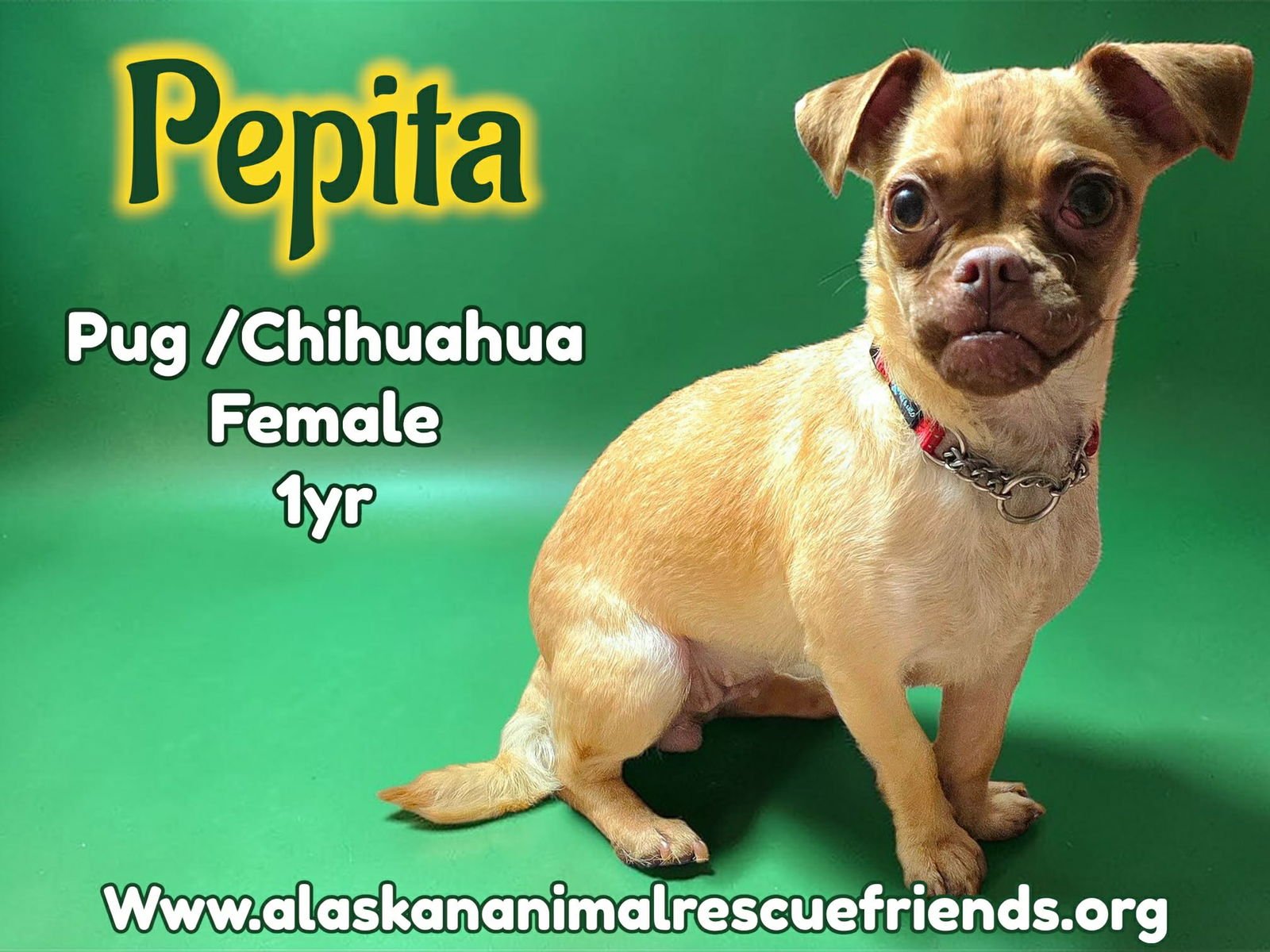 PEPITA - Pug / Chihuahua for adoption in Anchorage