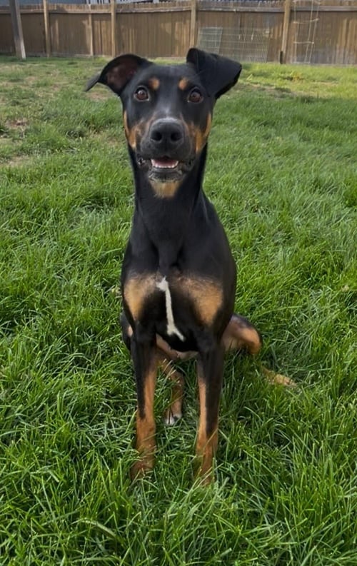 DAPHNE - Doberman Pinscher for adoption in Minneapolis